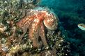 Polpo comune (Octopus vulgaris)