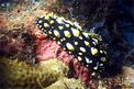 Nudibranchio (Phyllidia carlsonhoffi)