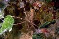 Ragno di mare (Endeis spinosa)