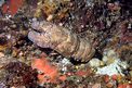 Cicala di mare (Scyllarides latus)