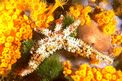 Stella marina spinosa minore (Coscinasterias tenuispina)