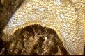 Stella cuscinetto (Asterina gibbosa)