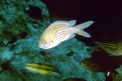 Castagnola (Chromis chromis)