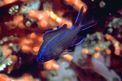 Castagnola (Chromis chromis)