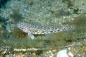 Ghiozzo geniporo (Gobius geniporus)