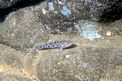 Ghiozzo leopardo (Thorogobius ephippiatus)