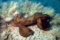 Lepre di mare (Aplysia depilans)