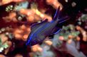 Castagnola (Chromis chromis)