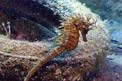 Cavalluccio marino (Hippocampus guttulatus)
