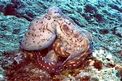 Polpo (Octopus cyanea)