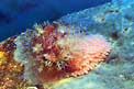 Ciprea  mediterranea (Erosaria spurca)