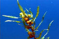 Sargasso (Sargassum vulgare)