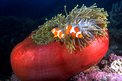 Pesce pagliaccio occidentale (Amphiprion ocellaris)