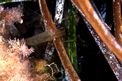 Gamberetto della posidonia (Palaemon xiphias)