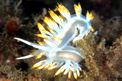 Flabellina bianca (Flabellina babai)