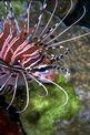 Pesce cobra ocellato (Pterois antennata)