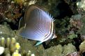 Pesce farfalla (Chaetodon baronessa)