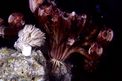 Crinoide e anemone (n.d. n.d.)