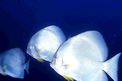 Pesce pipistrello (Platax orbicularis)