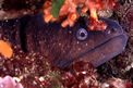 Murena (Muraena helena)