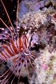 Pesce cobra ocellato (Pterois antennata)