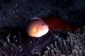 Pesce pagliaccio (Amphiprion akallopisos)