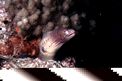 Murena grigia (Siderea grisea)