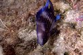 Castagnola (Chromis chromis)