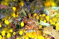 Granchio erbsia (Herbstia condyliata)