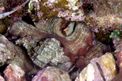 Polpo comune (Octopus vulgaris)