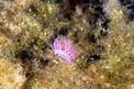 Flabellina rosa (Flabellina affinis)