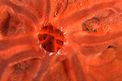 Spugna rossa (Spirastrella cunctatrix)