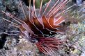 Pesce cobra (Pterois radiata)