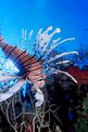 Pesce cobra (Pterois miles)