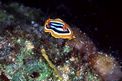 Nudibranchio pigiama (Chromodoris quadricolor)