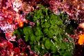 Alga velluto (Palmophyllum crassum)