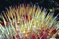 Stella corona di spine (Acanthaster planci)