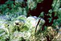 Pesce pietra falso (Scorpaenopsis diabolus)