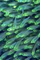 Pesce vetro (Parapriacanthus ransonneti)