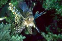 Pesce cobra (Pterois miles)
