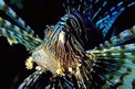 Pesce cobra (Pterois miles)