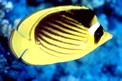 Pesce farfalla fasciato (Chaetodon fasciatus)
