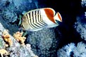 Pesce farfalla coda rossa (Chaetodon paucifasciatus)