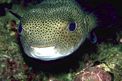 Pesce istrice (Diodon hystrix)