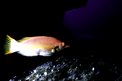 Pesce porco (Bodianus scrofa)