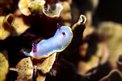 Cromodoride porpora (Chromodoris purpurea)