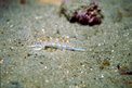 Flabellina bianca (Flabellina babai)