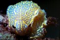 Doride dipinto (Hypselodoris picta)