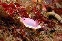 Cromodoride porpora (Chromodoris purpurea)