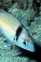 Sarago fasciato (Diplodus vulgaris)